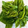 fresh basil leaves