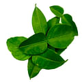 kaffir lime leaves