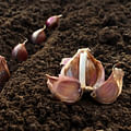 garlic cloves
