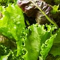crisp lettuce leaves