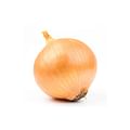 medium onion