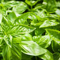 fresh basil leaves