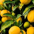 lemons