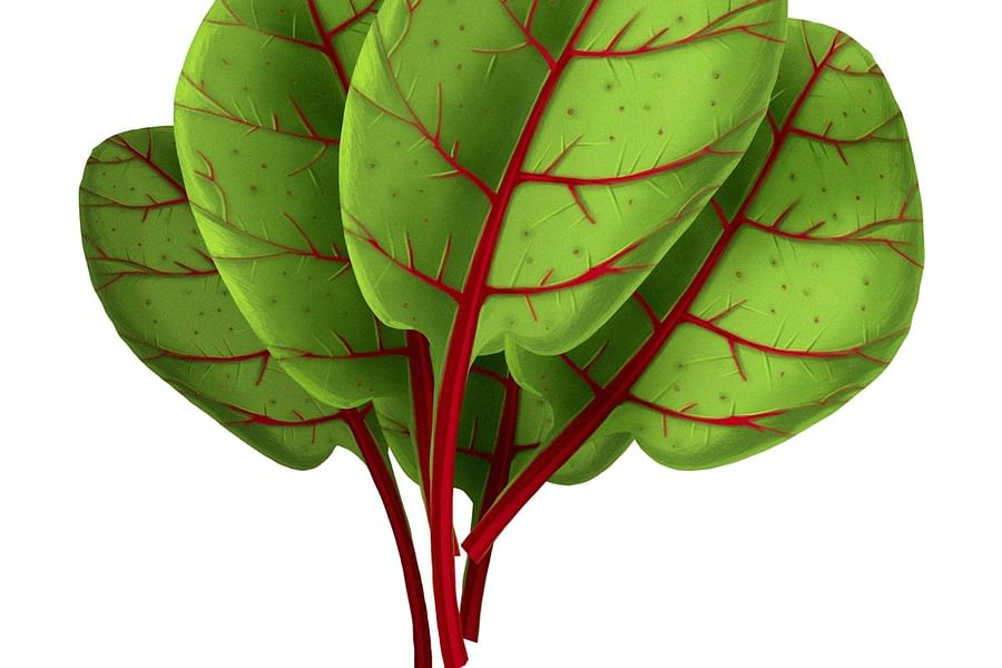 paleo calcium sources